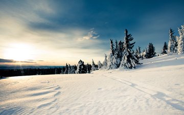 небо, снег, лес, зима