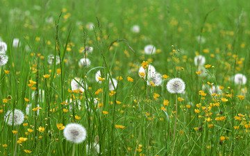 цветы, трава, поле, одуванчики