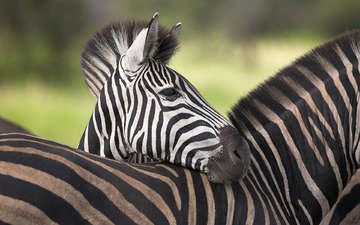 зебра, африка, савана