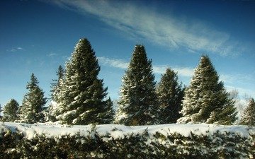 небо, снег, елки