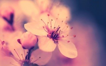 цветение, макро, цветок, весна, розовый, вишня, сакура