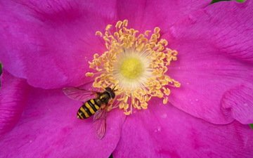 лепестки, пчела, нектар