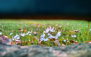 цветы, трава, природа, фокус камеры, поляна, весна, пролеска