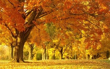 деревья, природа, лес, пейзаж, парк, листва, осень, красота