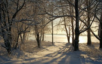 деревья, снег, природа, зима, фото, зимние обои