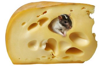 сыр, белый фон, мышь, крыса