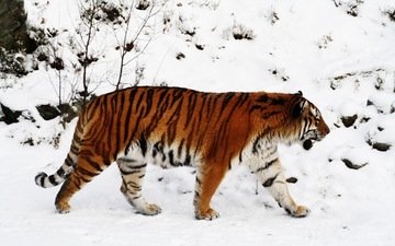 тигр, снег, зима, тайга