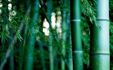 природа, обои, бамбуковая роща