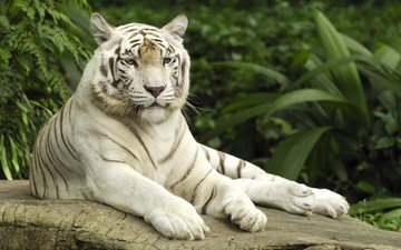 тигр, белый, камень, сытый, белый тигр