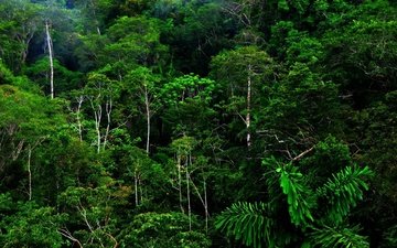лес, тропики, джунгли