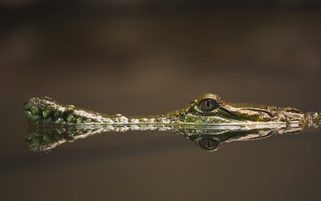 вода, крокодил, ноздри и глаза