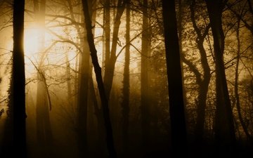 свет, деревья, природа, лес, лучи, туман, стволы