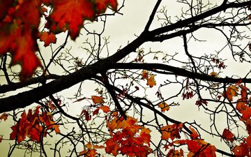 небо, деревья, листья, осень, оранжевый