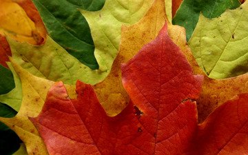 цвета, лес, макро фото, листья, парк, листва, листок, осень, nature wallpapers, листопад, leaves macro, autumn style