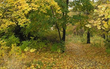деревья, листья, парк, ветки, осень