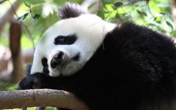 панда, задумалась, грустная, бамбуковый медведь, большая панда