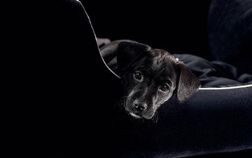 морда, смотрит, черный, щенок, пес, диван