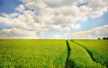 небо, дорога, трава, природа, фото, поле, пейзажи, следы, неба, fields, обои с травой, grass wallpapers, автодорога