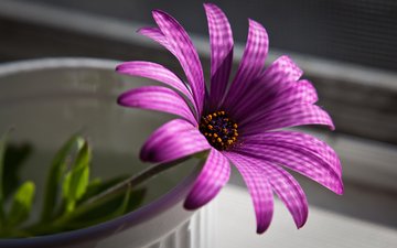 макро, цветок, пурпурный, остеоспермум, африканская ромашка