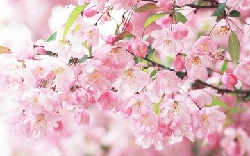 цветение, ветви, лепестки, весна, розовые, сакура