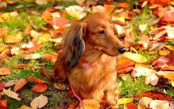 листья, осень, собака, прогулка