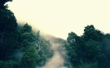 дерево, лес, туман