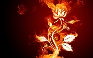 цветок, огонь