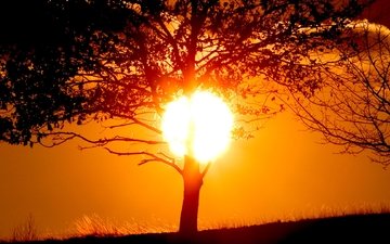вечер, солнце, дерево, закат