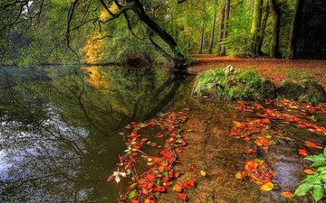 деревья, вода, природа, обои, растения, лес, осень, деревь, на природе, осен, рек,  листья