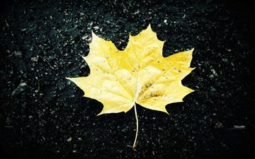 желтый, осень, лист
