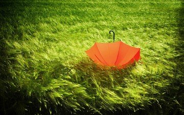 трава, природа, зелёный, поле, колосья, зонт, ветер, зонтик