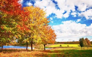 небо, облака, деревья, осень, яркие, голубое, осен