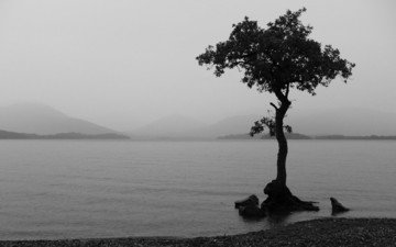 озеро, природа, дерево, пейзаж, черно-белая