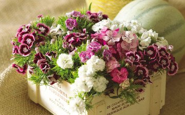 цветы, разноцветные, букет, коробка, гвоздика, гвоздика турецкая