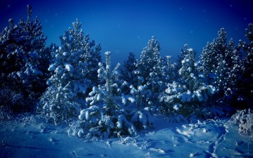 деревья, снег, зима, синий, елки