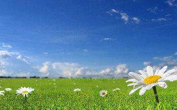 небо, цветы, трава, солнце, природа, фото, поле, лето, обои на рабочий стол, весна, ромашки