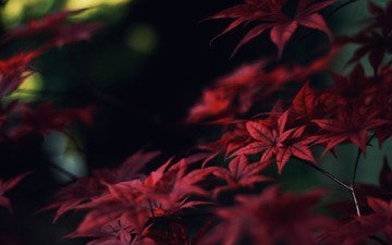 листья, ветки, осень, красные, клен