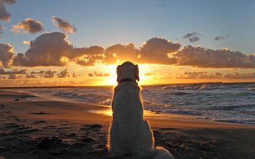 закат, море, пляж, собака, cобака