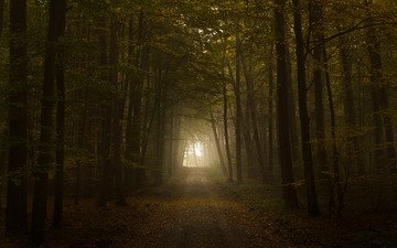 свет, дорога, листва, осень, тунель, the road