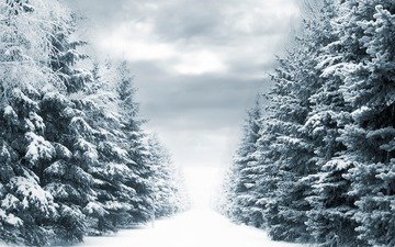 дорога, деревья, фонари, снег, зима, winter way