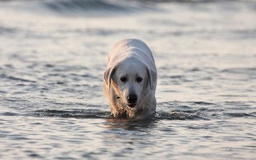 вода, собака, лабрадор