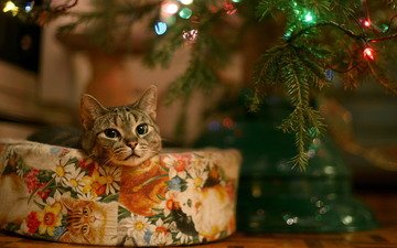 глаза, елка, кошка, взгляд, подарок, гирлянда
