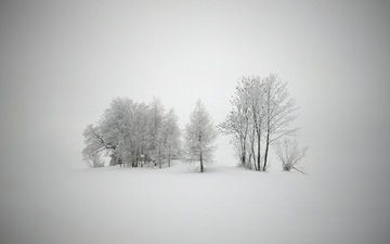 деревья, снег, новый год, обои, зима, мороз, пейзажи, холод, метель, вьюга, пурга