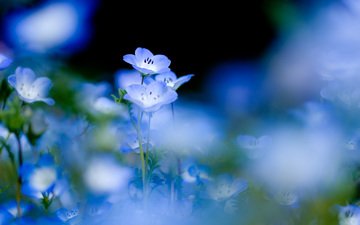 цветы, природа, растения, черный фон, нежность, голубые, синие
