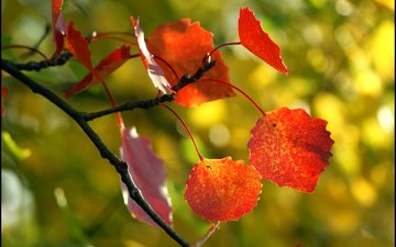 дерево, листья, макро, осень