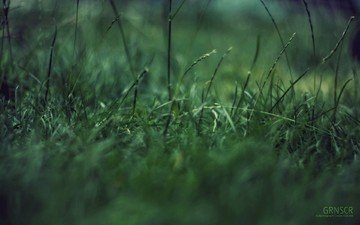 трава, макро, зеленая фигня, концентрация