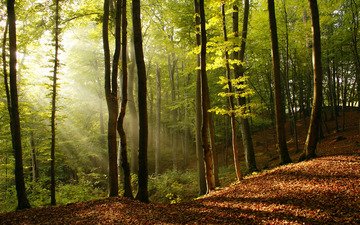 свет, деревья, природа, дерево, листья, фото, лучи солнца, красота