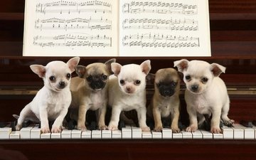 ноты, игра, щенки, клавиши, рояль, чихуахуа