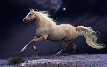 лошадь, ночь, луна, белый, конь, голоп
