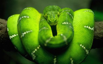 природа, зелёный, макро, змея